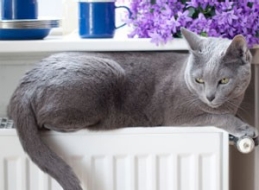 Eine graue Katze liegt auf einem Heizkörper.