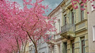 Neighbourhood Suedstadt in Bonn