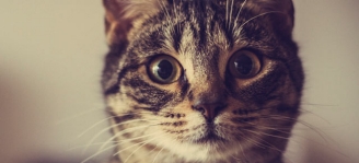 Von Katz bis Maus: Welche Haustiere sind erlaubt?