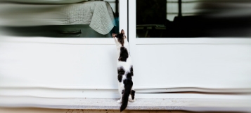 Urteil: Wen müssen Mieter:innen in die Wohnung lassen?