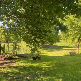 Foto eines Hauses mit Hühnerstall bei Bremen